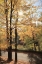 Picture of AUTUMN LIGHT AT LETCHWORTH  