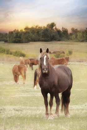 Picture of JACKSON HORSE FARM