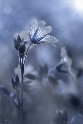 Picture of BLUE AND WHITE FLOWERS I