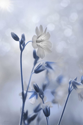 Picture of BLUE AND WHITE FLOWERS II