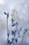 Picture of BLUE AND WHITE FLOWERS II