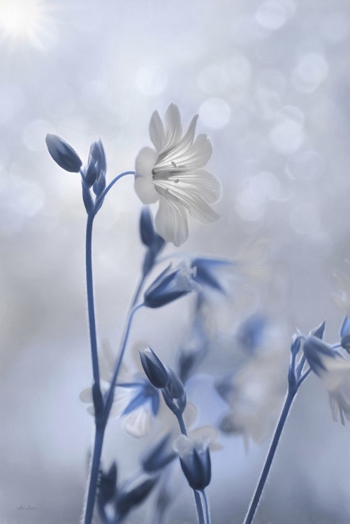 Picture of BLUE AND WHITE FLOWERS II