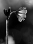 Picture of BLACK AND WHITE FLOWER