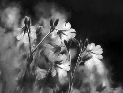 Picture of BLACK AND WHITE FLOWERS