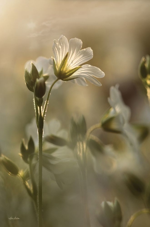 Picture of WHITE WILDFLOWERS I