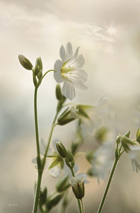 Picture of WHITE WILDFLOWERS II