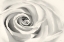 Picture of ROSE II