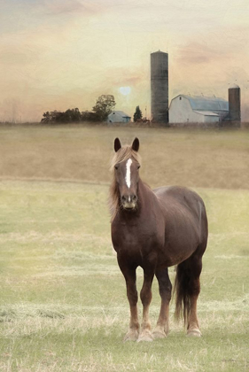 Picture of JACKSON HORSE