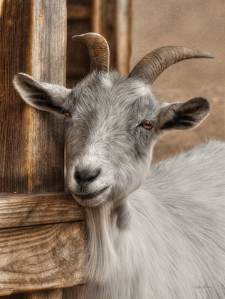 Picture of GRAY GOAT