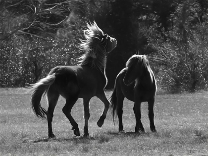 Picture of BLACK AND WHITE ASSATEAGUE HORSES