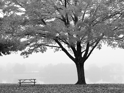 Picture of THE EMPTY TABLE