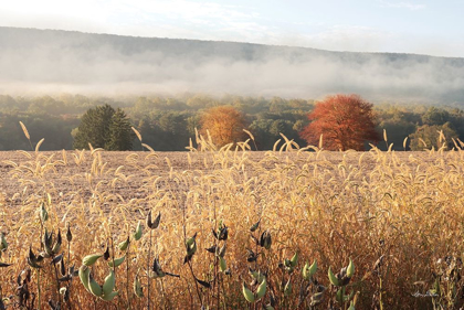 Picture of AUTUMN SHADES