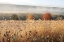 Picture of AUTUMN SHADES