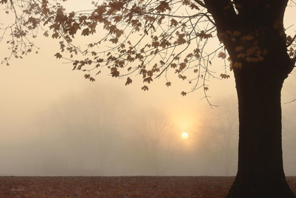 Picture of FOGGY MORNING SUNRISE