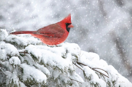 Picture of WINTER CARDINAL    