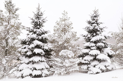 Picture of SNOWY PINE TREES     
