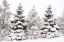 Picture of SNOWY PINE TREES     