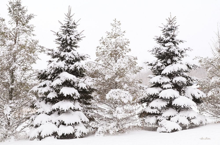 Picture of SNOWY PINE TREES     