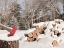Picture of SNOWY WOOD PILE    