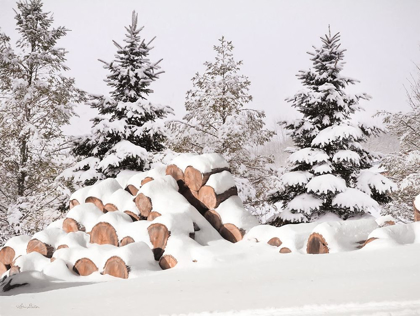 Picture of SNOWY LOGS    