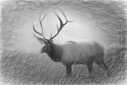 Picture of BULL ELK SKETCH  