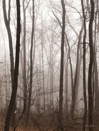 Picture of EMPTINESS  