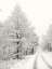 Picture of BERRY MOUNTAIN ROAD   