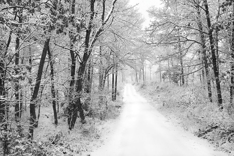 Picture of SNOWY LANE  