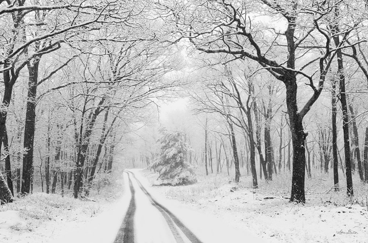 Picture of WINTRY ROAD   