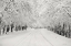 Picture of SNOWBOUND
