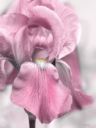 Picture of PINK IRIS
