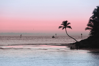 Picture of COTTON CANDY SUNSET