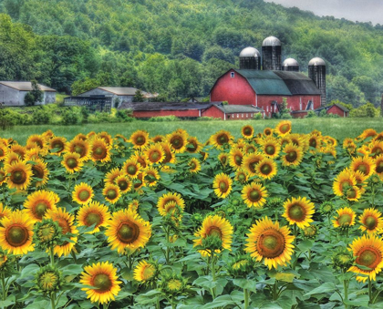 Picture of SUNFLOWER FARM