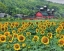 Picture of SUNFLOWER FARM