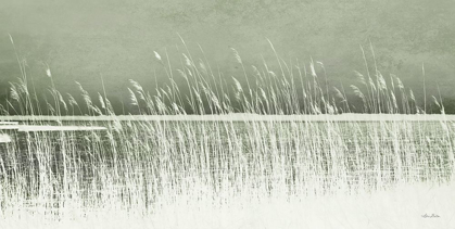 Picture of BEACH GRASS