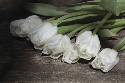 Picture of GATHERED TULIPS