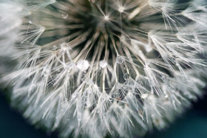 Picture of DANDELION WISHES
