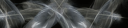 Picture of FEATHERS