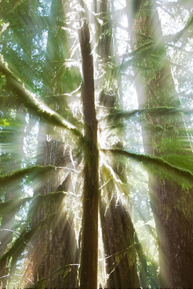 Picture of TREES BATHED IN LIGHT I