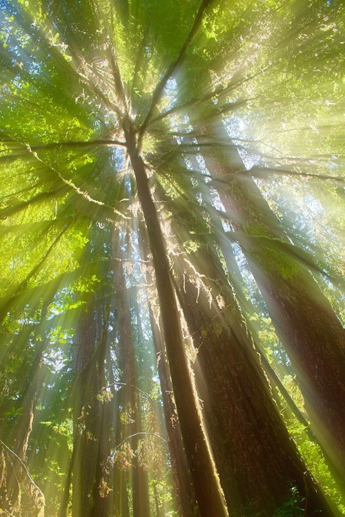 Picture of TREES BATHED IN LIGHT II