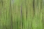 Picture of GREEN II