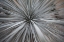 Picture of SHARP RAYS