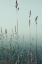 Picture of SLIENT MORNING 