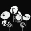Picture of BLACK AND WHITE FLOWERS II