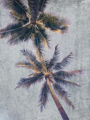 Picture of BEACHSCAPE BROWN PALMS