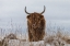 Picture of HIGHLANDER IN SNOW