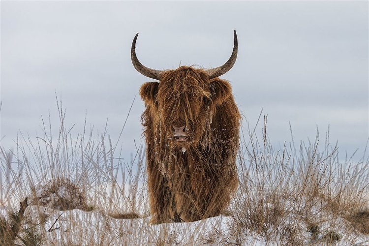 Picture of HIGHLANDER IN SNOW