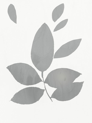 Picture of GREY FOLIAGE 