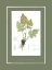 Picture of GREEN BOTANICS III