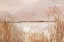 Picture of GOLDEN PINK BEACH 